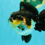 BATMAN AAA Grade Tricolor Yuanbao Male 4.5-5 inches #061926YB_33