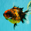 A Grade Tiger Oranda Female 5.5 inches #062626OR_38
