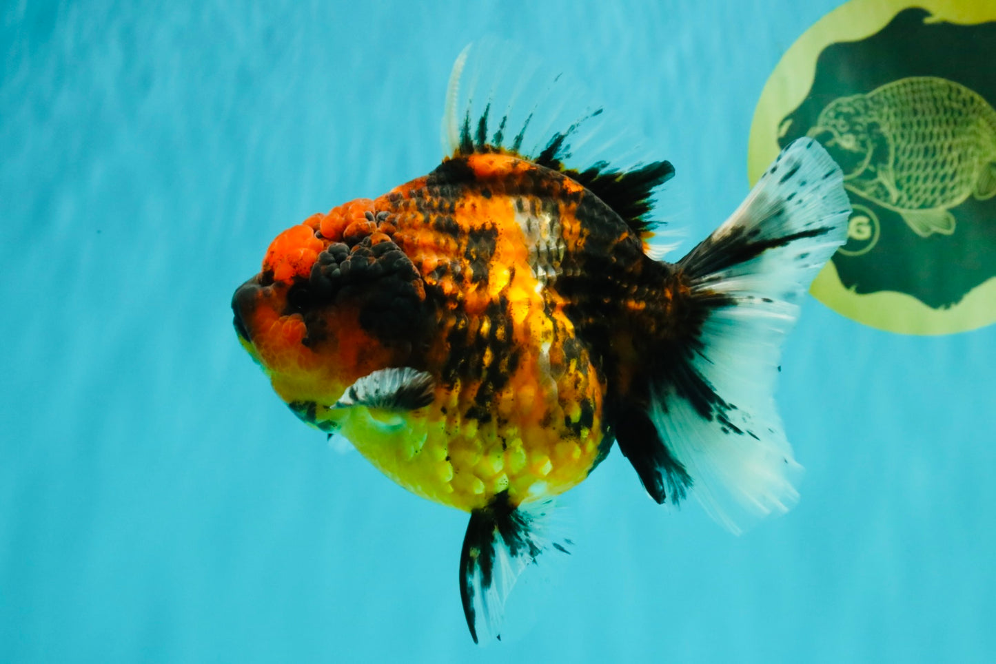 A Grade Tiger Oranda Female 5.5 inches #062626OR_38