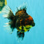 CHUNKY AAA Grade Tiger Oranda Male 6.5-7 inches #072426OR_01