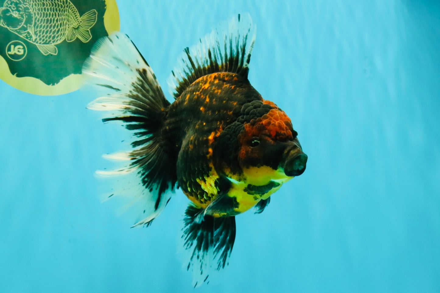 CHUNKY AAA Grade Tiger Oranda Male 6.5-7 inches #072426OR_01