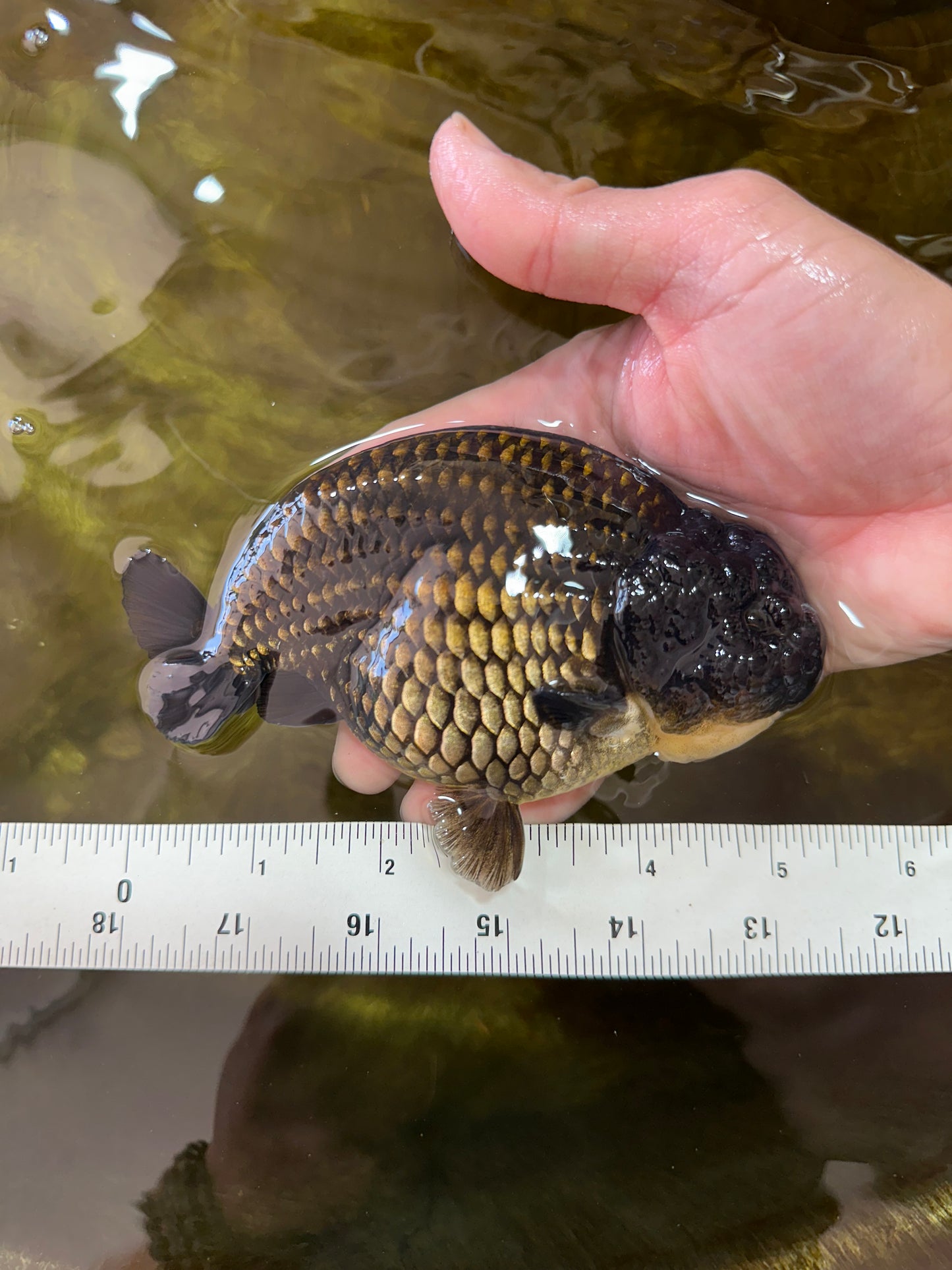 AAA Grade Strong Body Structure Godzilla Black LionKing 5-5.5 inches #051625LC_09