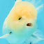 AAA Grade Panda Matte White Pompoms Oranda Male 4.5-5 inches #0503OR_12