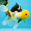 A Grade Panda Oranda Female 5.5-6 inches #082925OR_09