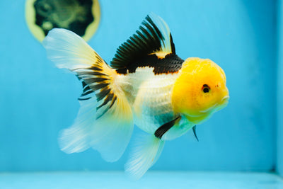 A Grade Panda Oranda Female 5.5-6 inches #082925OR_09