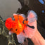 A Grade Super Big Body Tiger Oranda Male 6.5 inches #061926OR_04