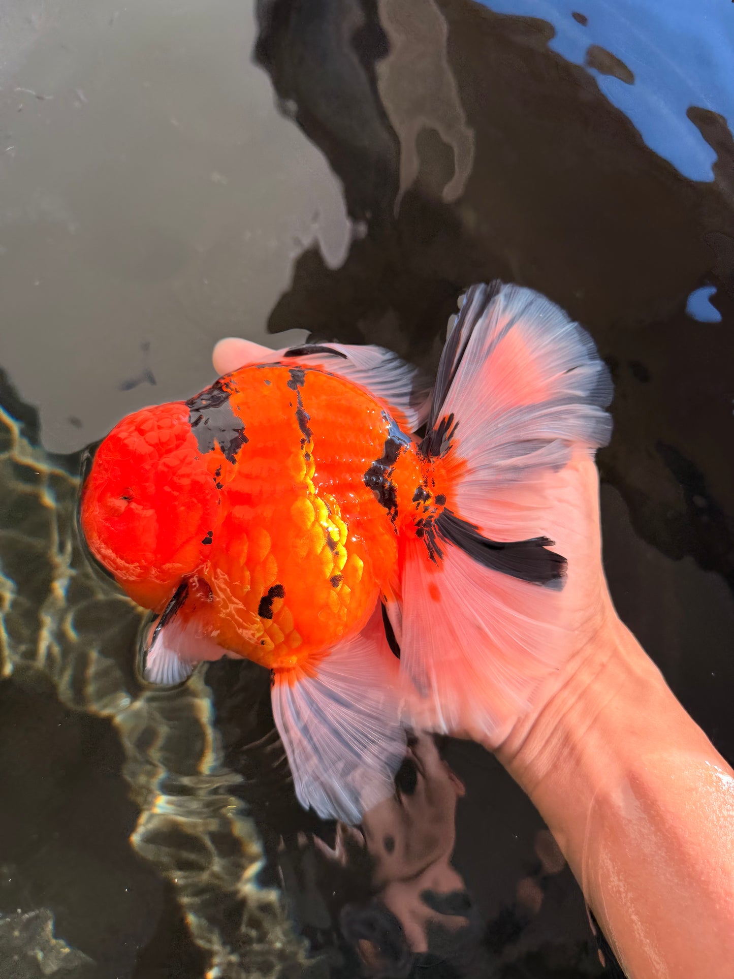 A Grade Super Big Body Tiger Oranda Male 6.5 inches #061926OR_04