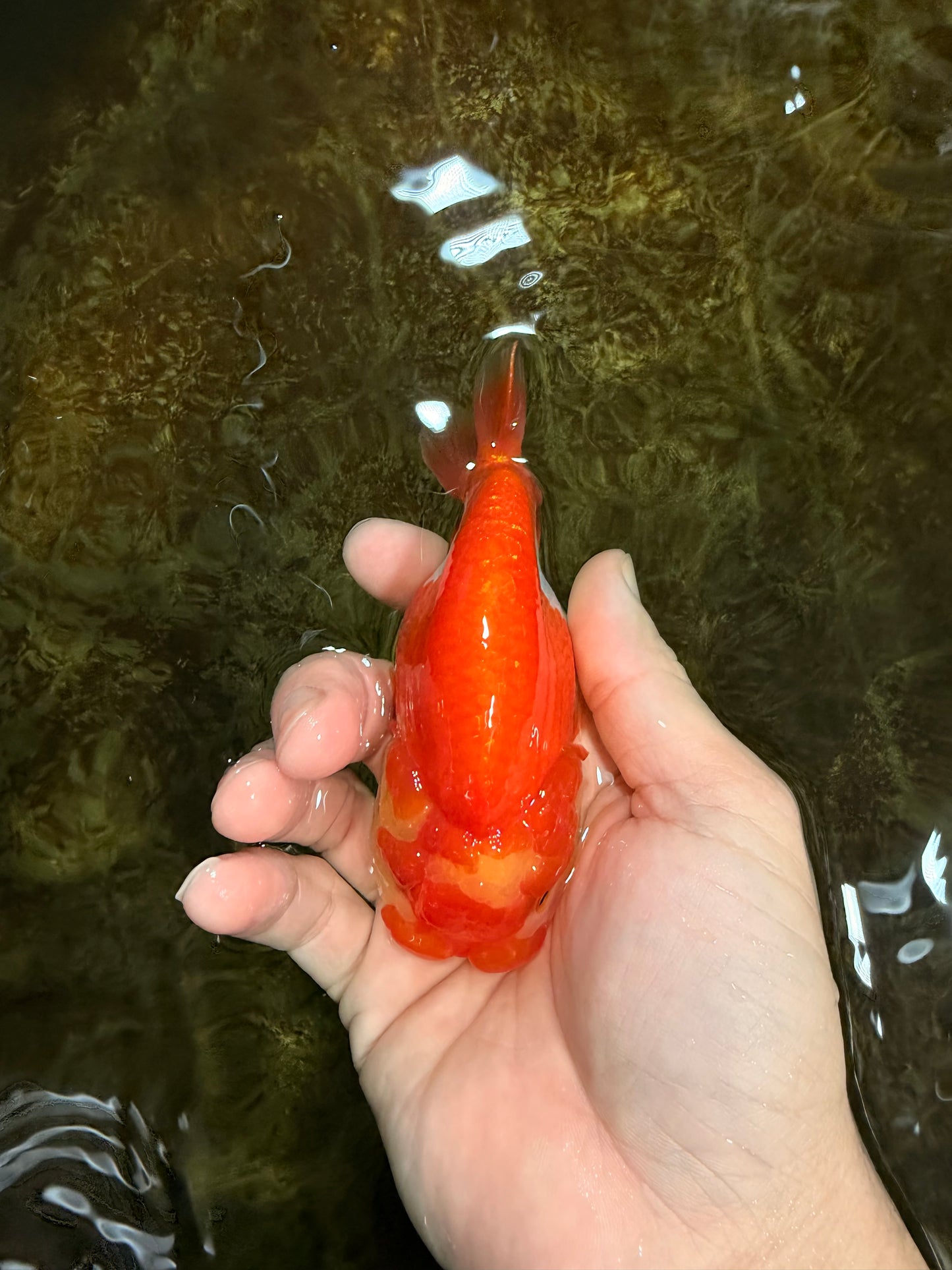 Red White Lionchu Female 4-4.5  inches #121225LC_12