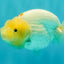A Grade White LionQueen 4.5 inches #082126LC_22