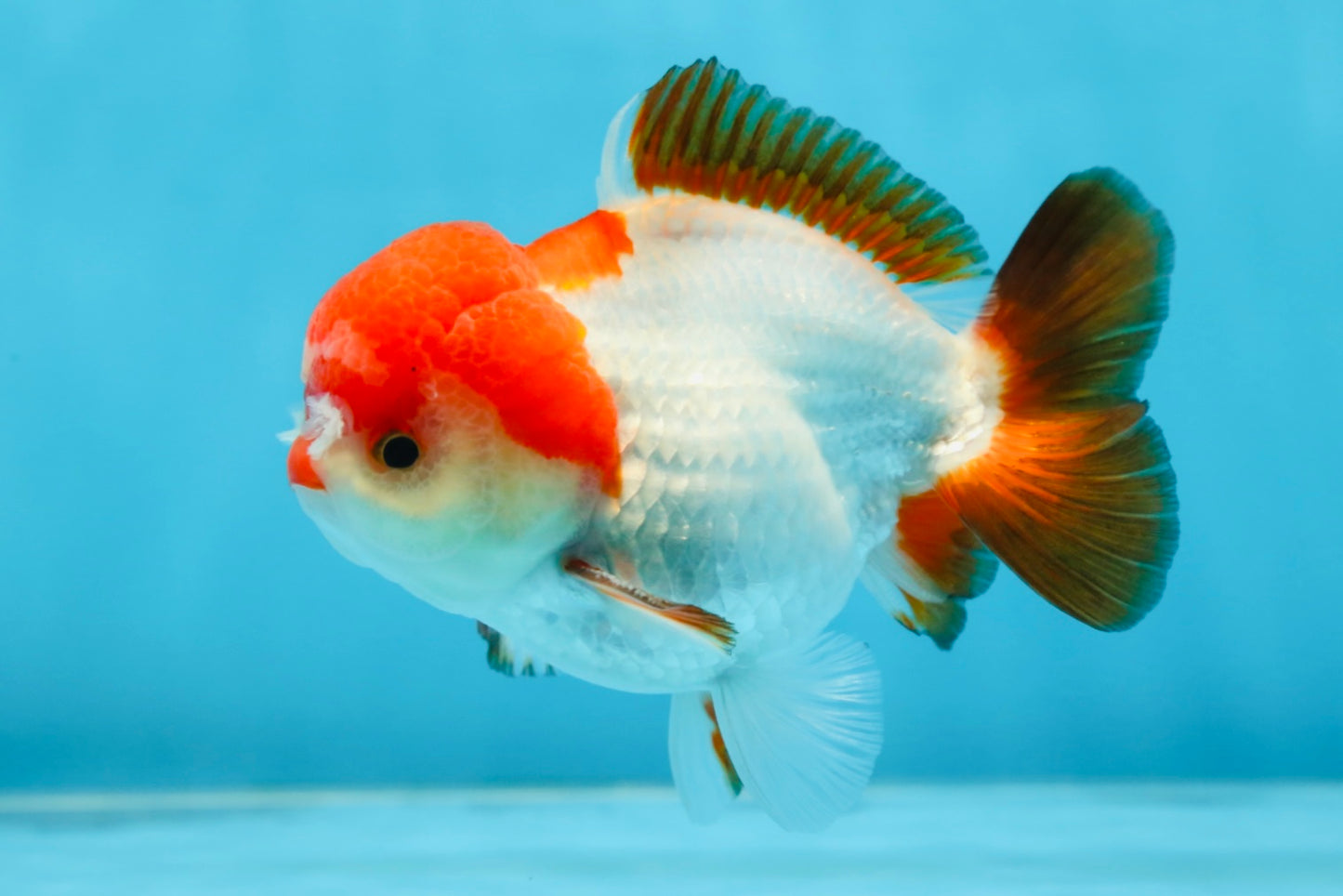 A Grade Pompom Tricolor Yuanbao Male 4 inches #071125YB_17