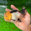 Panda Oranda de catégorie A, femelle Lemonhead, 5 pouces #0927OR_28