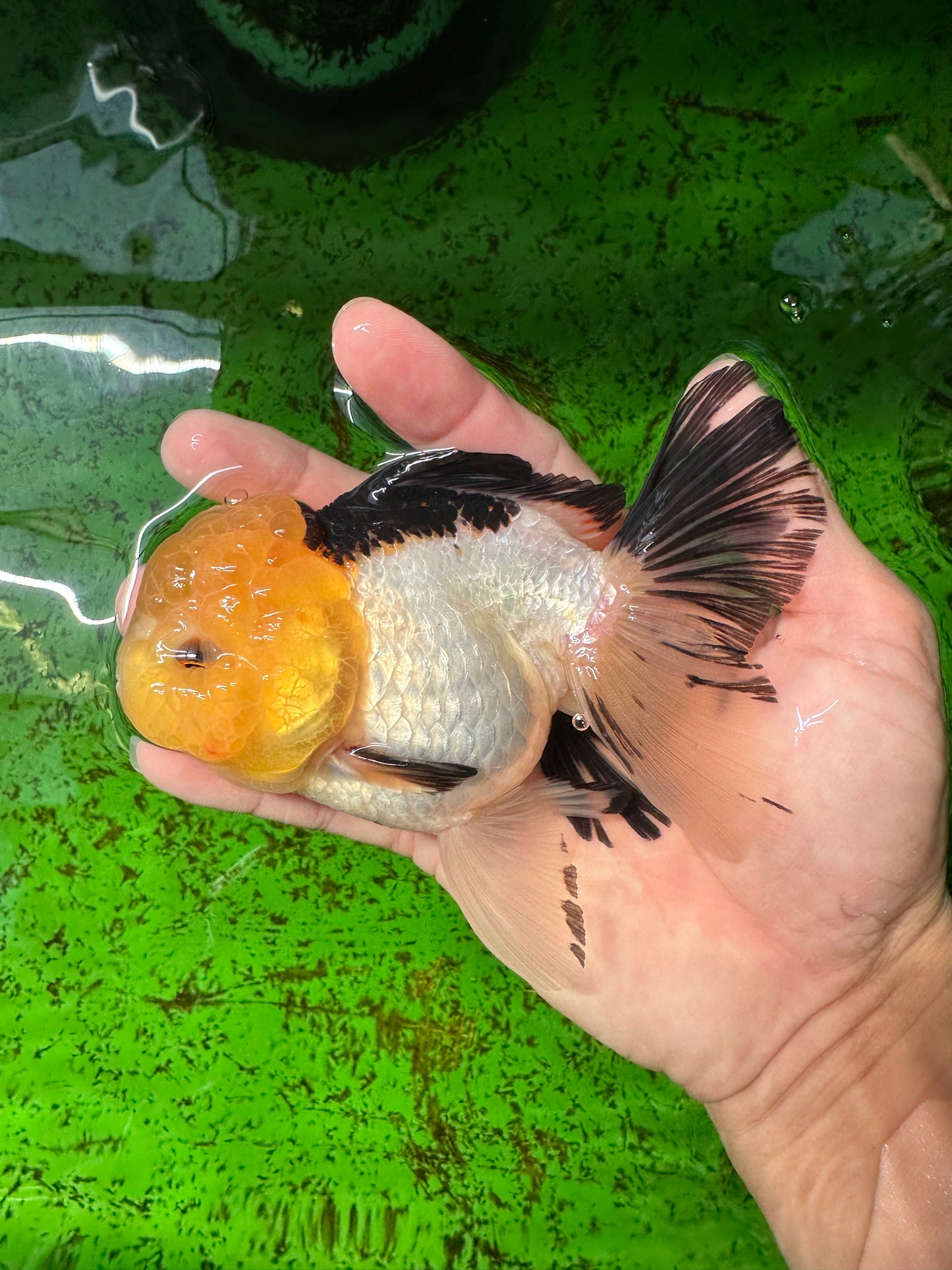 Panda Oranda de catégorie A, femelle Lemonhead, 5 pouces #0927OR_28