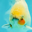 A Grade Marble Oranda Male 5.5-6 inches #062626OR_31