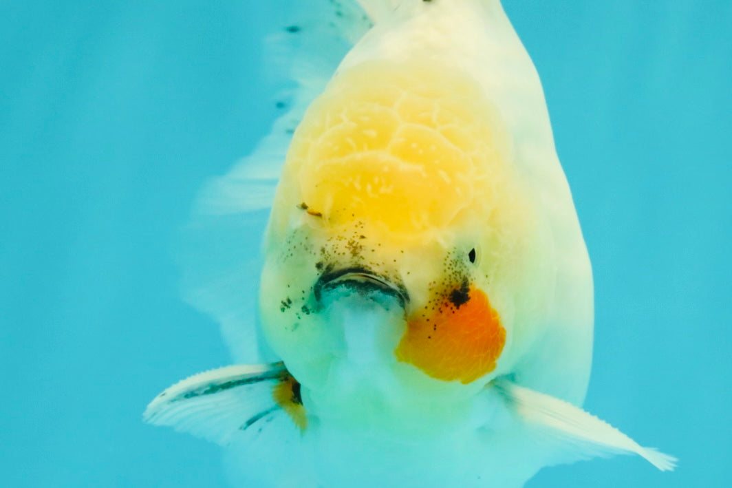 A Grade Marble Oranda Male 5.5-6 inches #062626OR_31