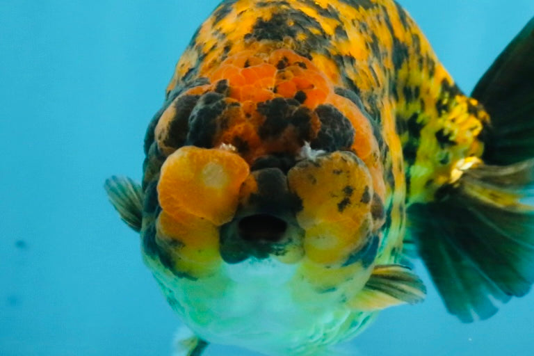 A Grade Tiger LionQueen 5.5 inches #112125LC_05