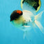Unique Color AAA Grade Tricolor Lava Head Oranda Male 5 inches #042525OR_08