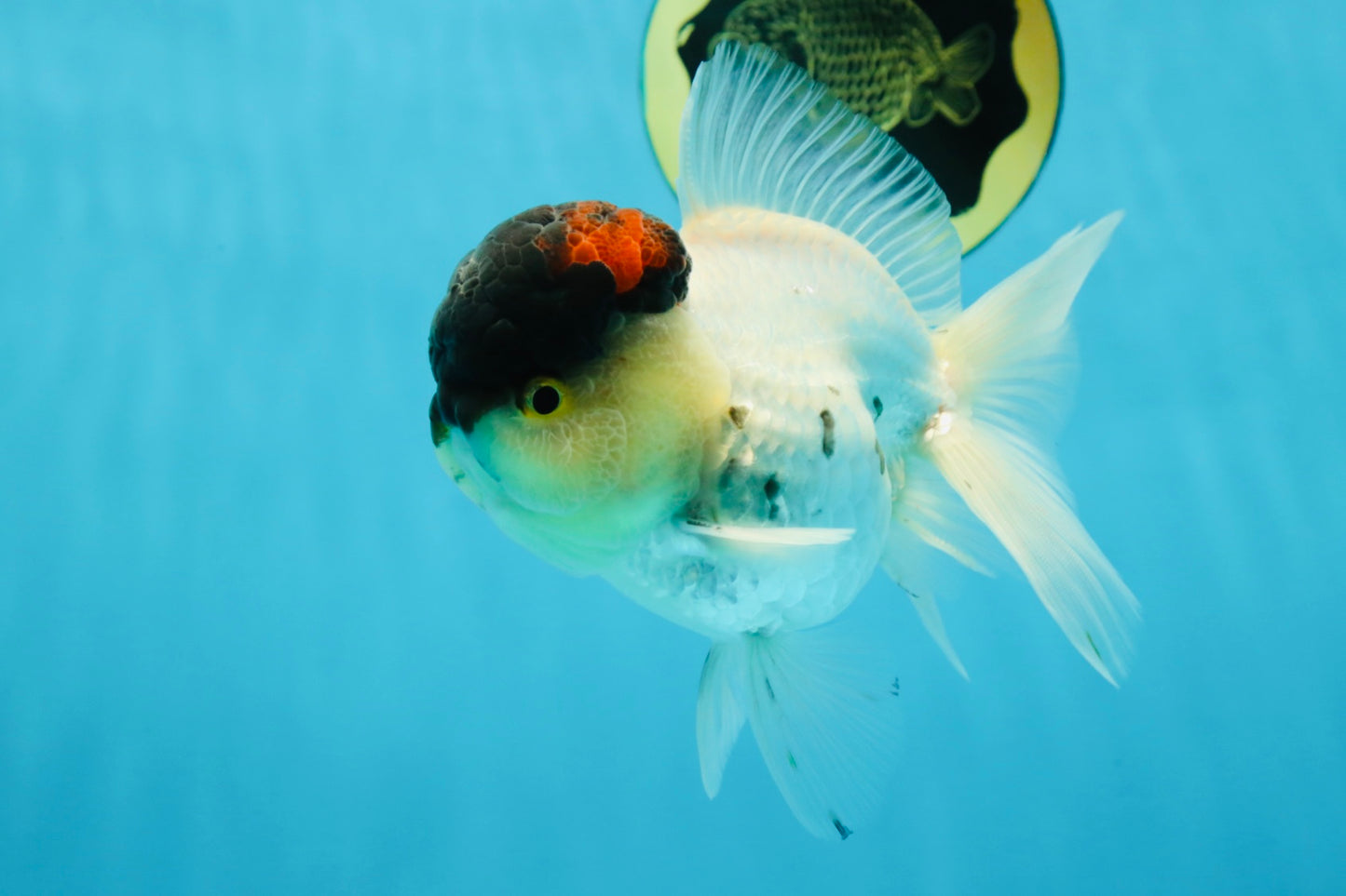 Unique Color AAA Grade Tricolor Lava Head Oranda Male 5 inches #042525OR_08