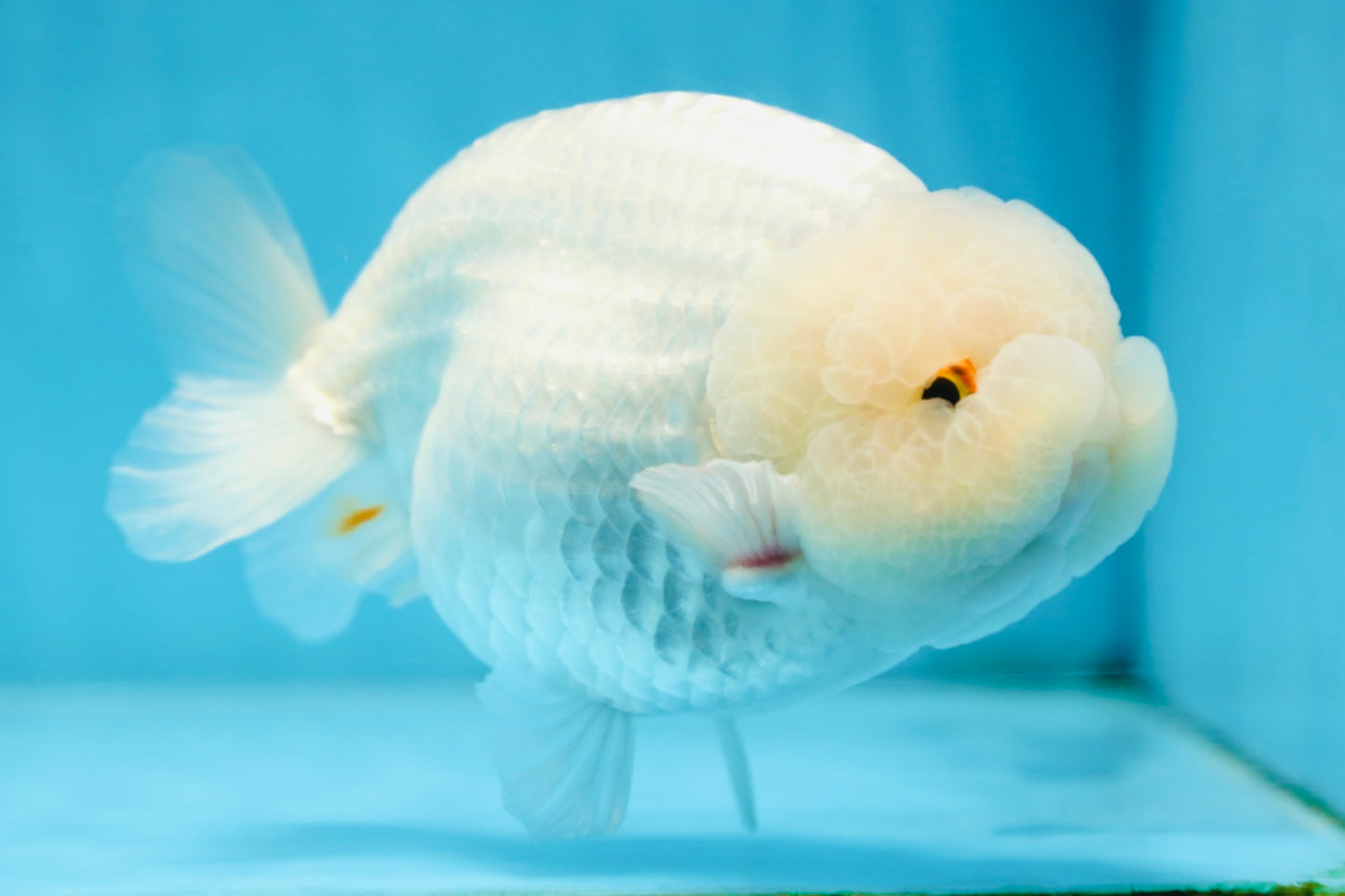 AAA Grade SNOW WHITE LionQueen 5.5-6 inches #090525LC_01