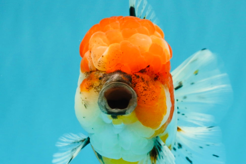 A Grade Calico Oranda Female 6-6.5 inches #022726OR_15