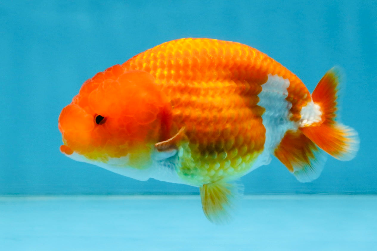 A Grade Red White LionQueen 4 inches #112825LC_06