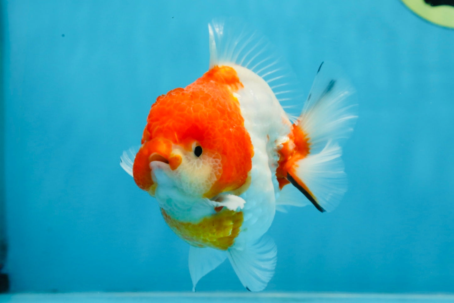 SUPER CUTE Sakura Yuanbao Male 4 inches #101725YB_27