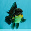 BATMAN A Grade Apache Oranda Male 6 inches #041726OR_12
