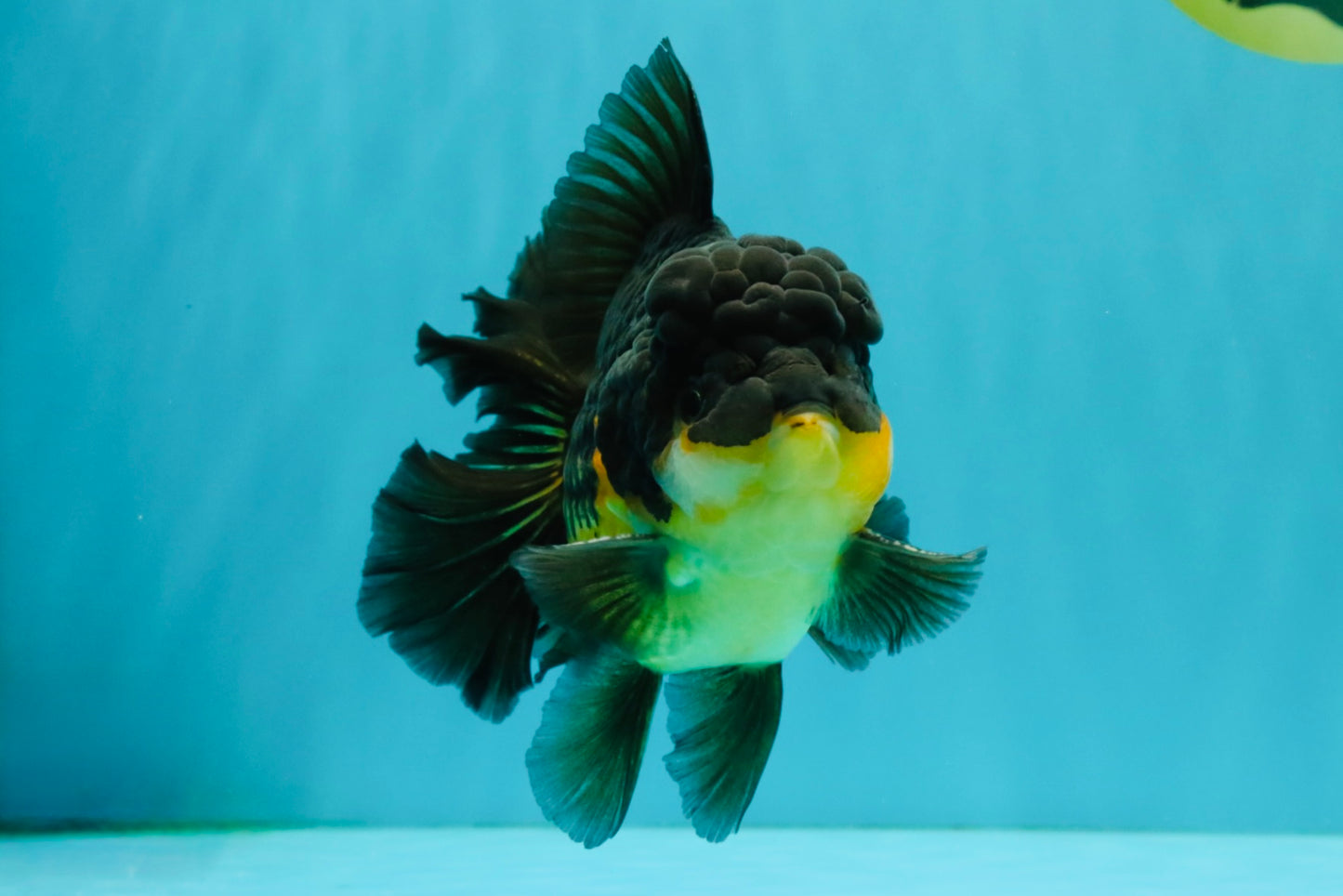 BATMAN A Grade Apache Oranda Male 6 inches #041726OR_12