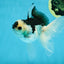 A Grade Panda Button Eyes Oranda Male 5 inches #010325OR_11