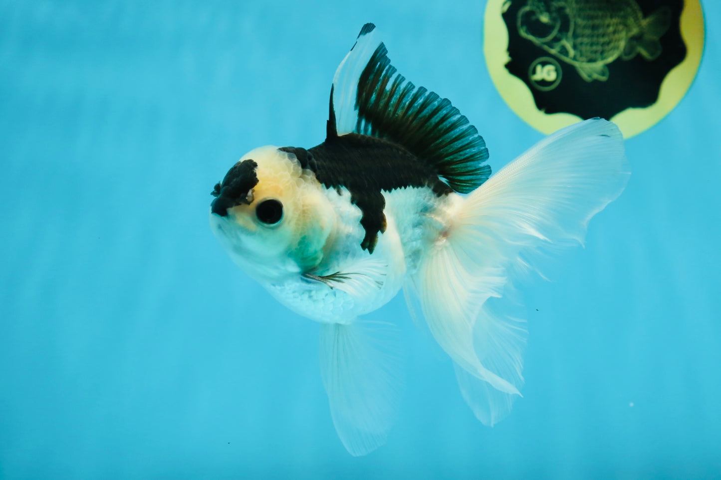 A Grade Panda Button Eyes Oranda Male 5 inches #010325OR_11