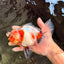 A Grade Marble Calico Oranda Male 6.5 inches #061926OR_19