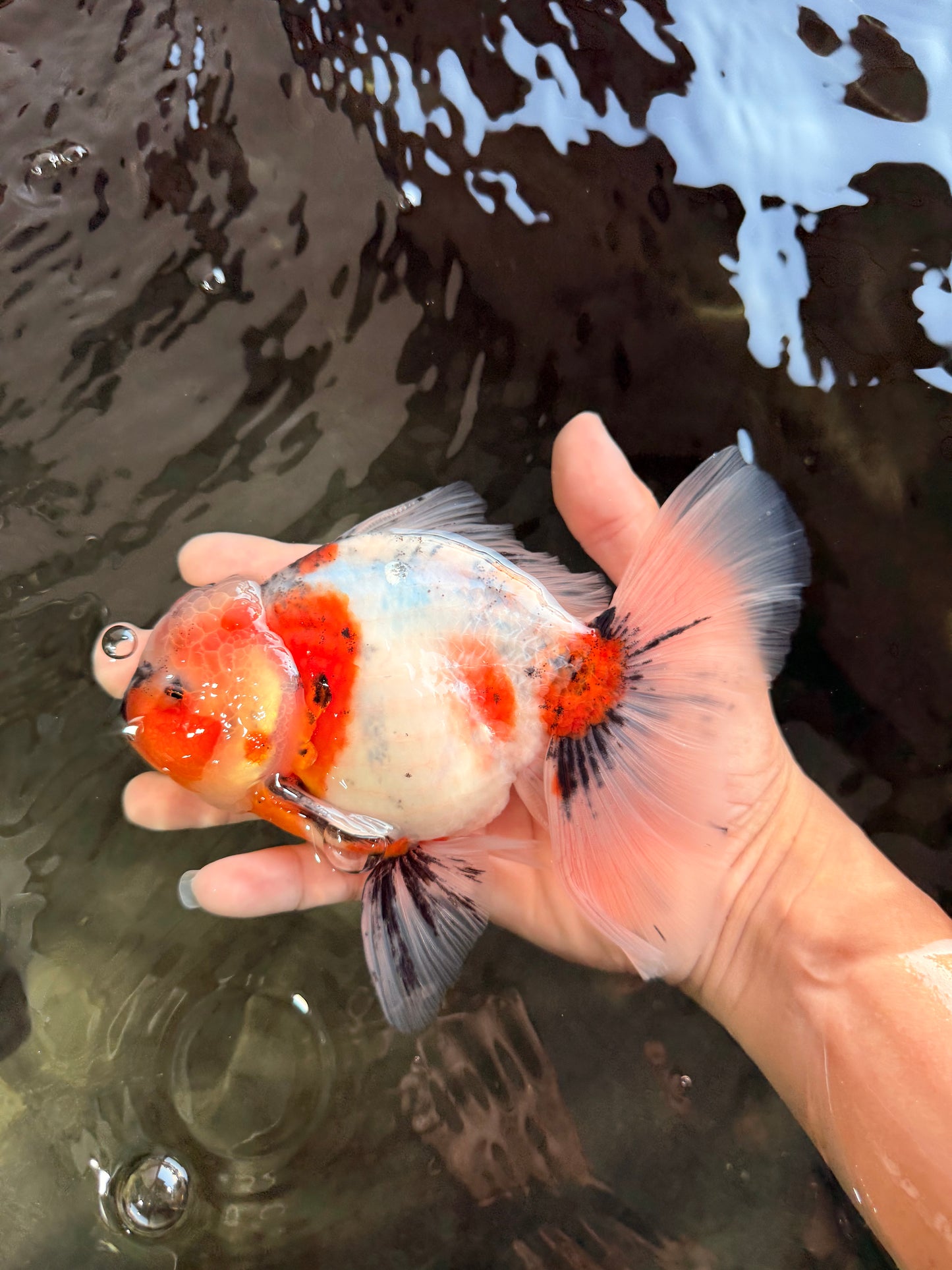 A Grade Marble Calico Oranda Male 6.5 inches #061926OR_19