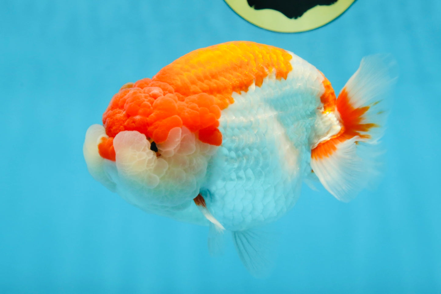 AAA Grade Red White LionKing 5.5-6 inches #081525LC_01