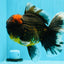 AAA Grade Godzilla Tiger Oranda Male 6.5 inches #022726OR_11