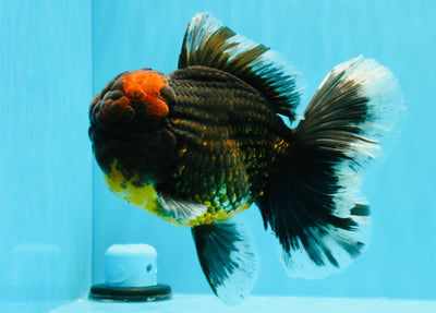 AAA Grade Godzilla Tiger Oranda Male 6.5 inches #022726OR_11