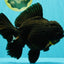 KING KONG AAA Grade Black Oranda Female 8 inches #100926OR_11