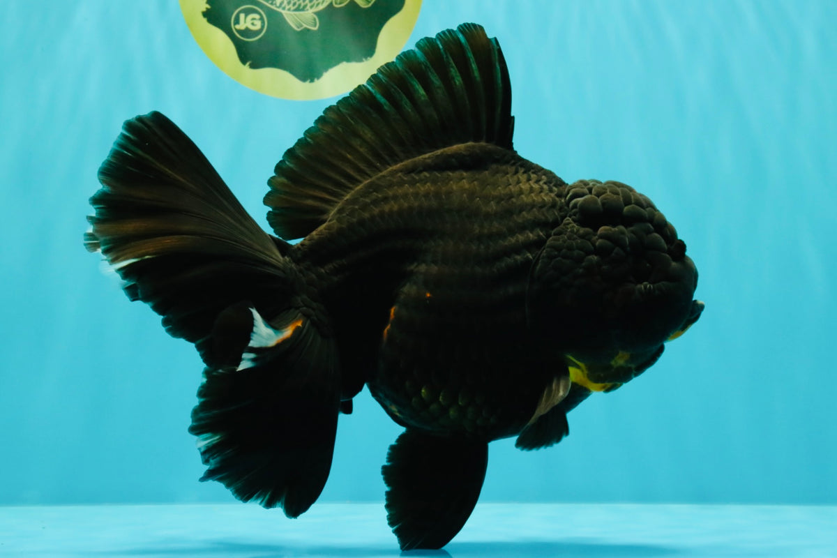 KING KONG AAA Grade Black Oranda Female 8 inches #100926OR_11
