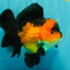 CHUBBY A Grade Apache Oranda Female 6 inches #071726OR_17