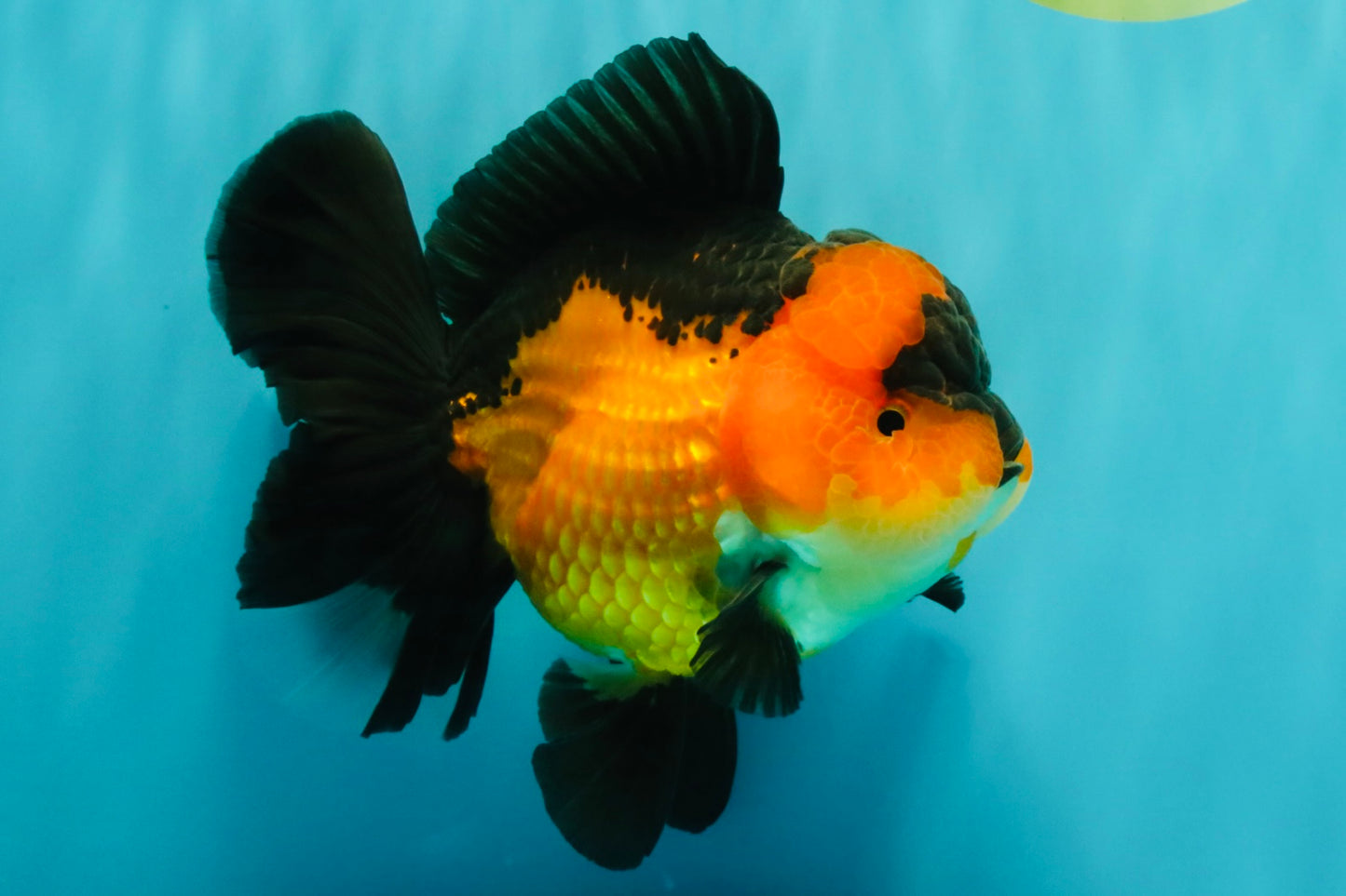 CHUBBY A Grade Apache Oranda Female 6 inches #071726OR_17
