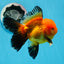 Macho Apache Oranda de grado A de 4,5 pulgadas n.° 0913OR_12