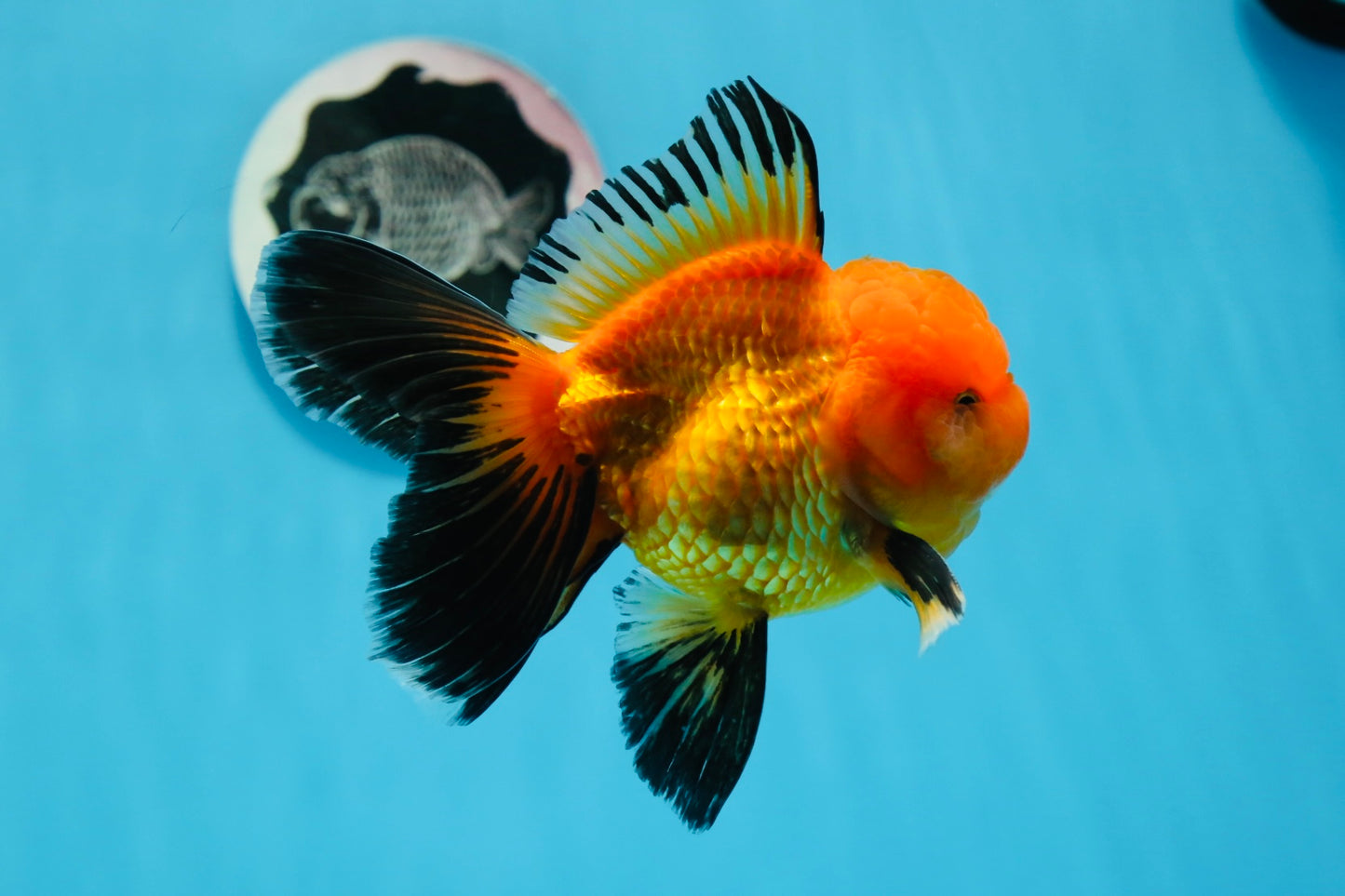 A Grade Apache Oranda Male 4.5 inches #0913OR_12