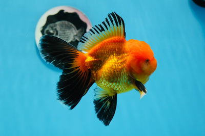 Macho Apache Oranda de grado A de 4,5 pulgadas n.° 0913OR_12