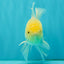 A Grade White Oranda Male 5-5.5 inches #081426OR_12