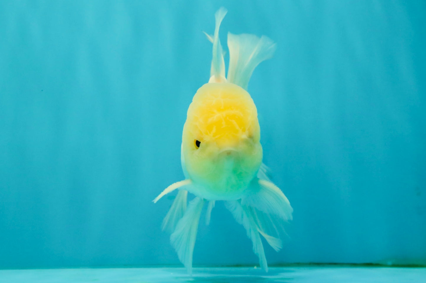 A Grade White Oranda Male 5-5.5 inches #081426OR_12