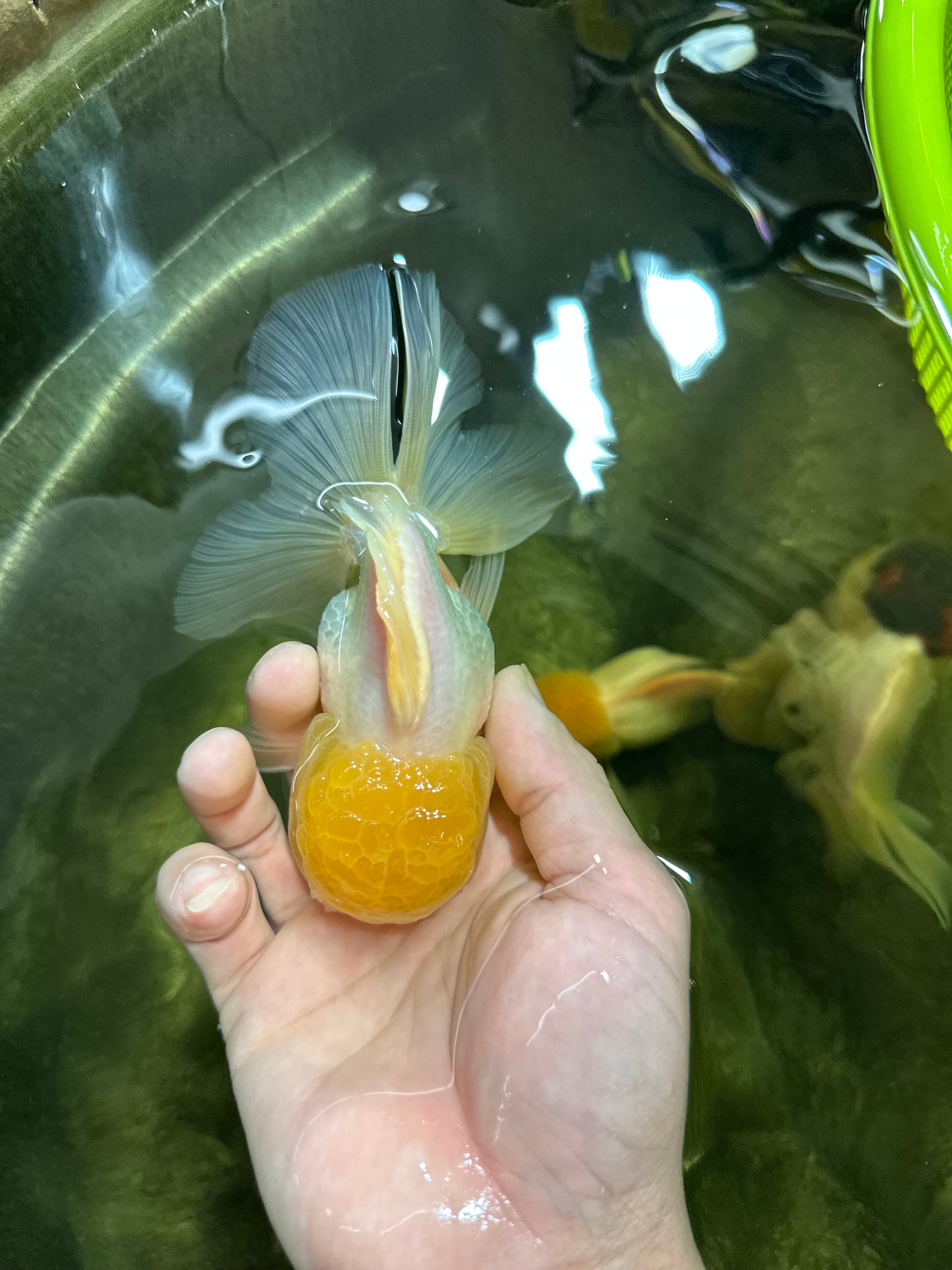 Big Wen A Grade Lemonhead Oranda Male 5 inches #042525OR_07