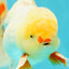 A Grade Lipstick Red White Oranda Male 5.5-6 inches #100926OR_14