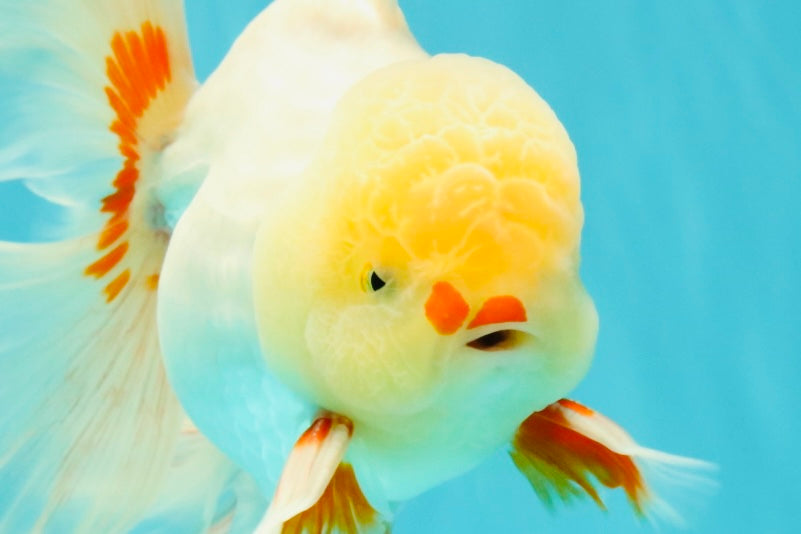 A Grade Lipstick Red White Oranda Male 5.5-6 inches #100926OR_14