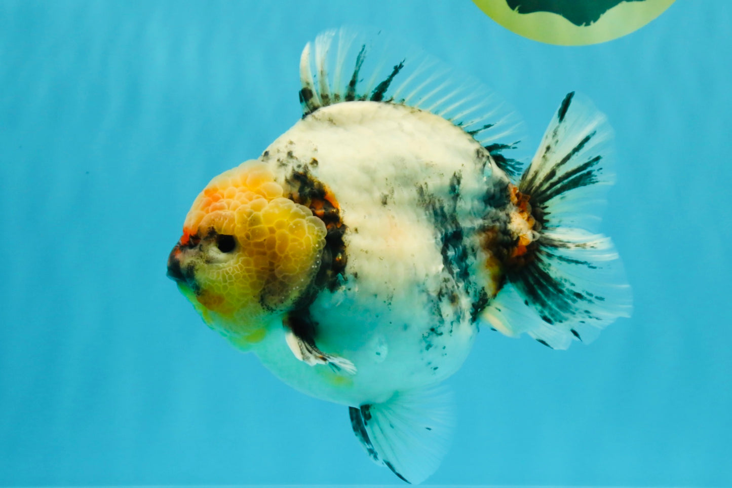 A Grade Godzilla Marble Yuanbao Male 6 inches #022726YB_03