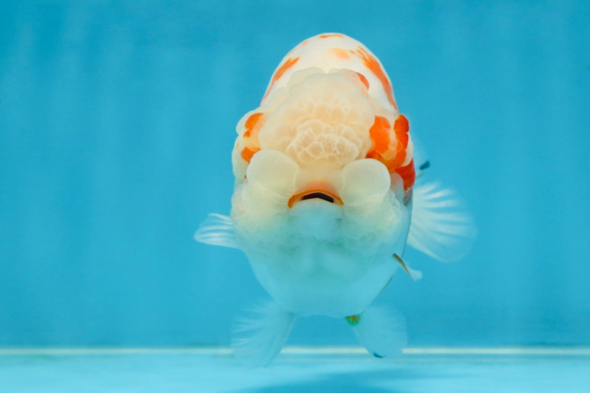 BEAUTY A Grade Kohaku Sakura LionQueen 5.5  inches #102425LC_08