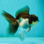 Panda Oranda Male 3.5-4 inches #1018OR_17