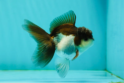 Panda Oranda Male 3.5-4 inches #1018OR_17